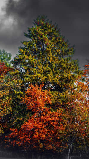 Autumn Iphone 6 Plus With Small Red Tree Wallpaper