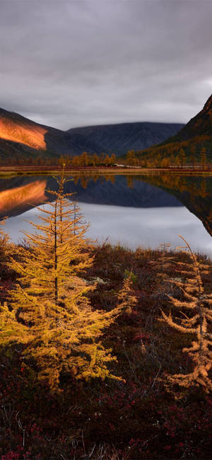 Autumn Iphone At Jack London Lake Wallpaper