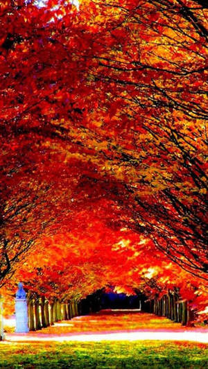 Autumn Iphone Beautiful Red Trees Wallpaper