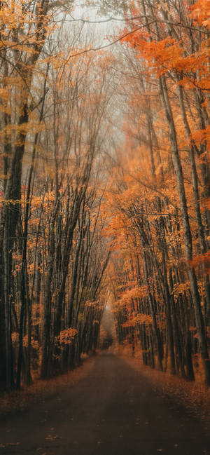 Autumn Iphone Hazy Road Birch Trees Wallpaper