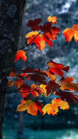 Autumn Leaves Hanging From A Tree Wallpaper