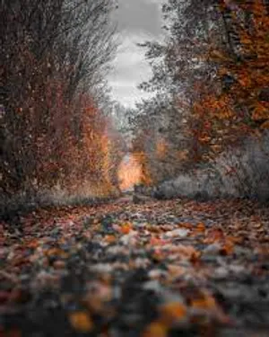 Autumn Leaves Photo Background Wallpaper