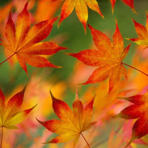 Autumn Leaves Wallpaper - Wallpapers For Desktop Wallpaper