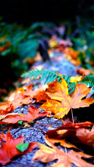 Autumn Leaveson Forest Floor.jpg Wallpaper