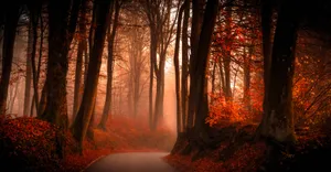 Autumn Mist Forest Path Wallpaper