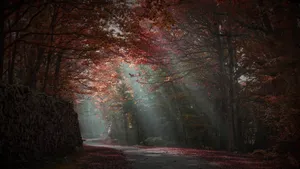 Autumn Mystique Forest Path Wallpaper