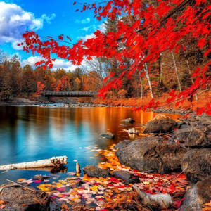 Autumn Red Tree Ipad Air 4 Wallpaper