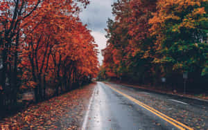 Autumn Road Foliage Wet Pavement Wallpaper