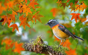 Autumn Season Bush Robin Wallpaper