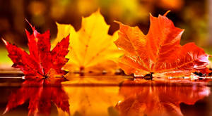 Autumn Season Puddle Wallpaper