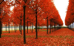 Autumn Season Tree Rows Wallpaper