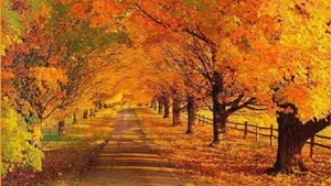Autumn Trees Full Desktop Screen Hd Wallpaper