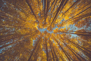 Autumn Trees Worms Eye View Wallpaper