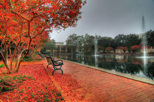 Autumn University Of South Carolina Campus Wallpaper