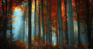 Autumnal_ Forest_ Mist.jpg Wallpaper