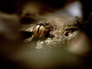 Awesome Gaboon Viper Eye Macro Shot Wallpaper