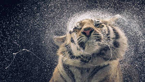 Awesome Hd Tiger Splashing Water Wallpaper
