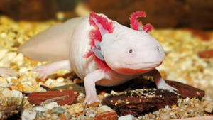 Axolotl Focus Photography Wallpaper