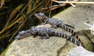 Baby American Alligator Wallpaper