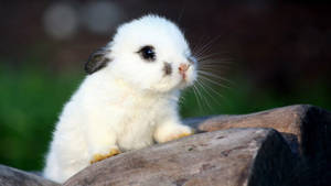 Baby Animal Bunny On Tree Trunk Wallpaper