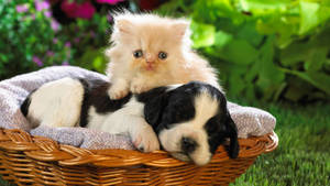 Baby Animal Kitten On Puppy Wallpaper