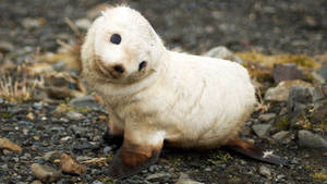 Baby Animal Seal Staring Sideways Wallpaper