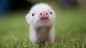 Baby Animal Sniffing Piglet Wallpaper