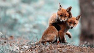 Baby Animals Foxes In The Woods Wallpaper