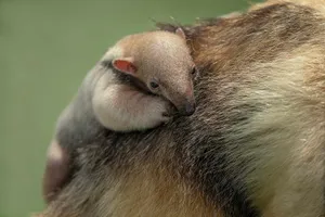 Baby Anteater Restingon Mother Wallpaper