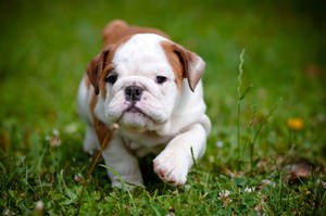 Baby Bulldog Walking On Grass Wallpaper