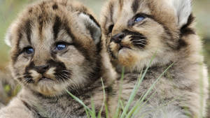 Baby Cheetah Animals Wallpaper