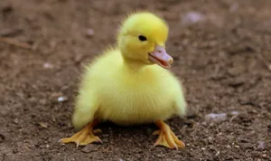 Baby Cute Animal Yellow Duckling Wallpaper