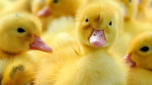 Baby Duck Animals Wallpaper