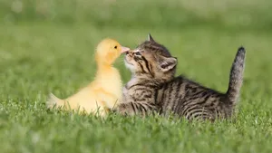 Baby Duck Kissing Kitten Wallpaper