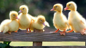 Baby Ducks Friends Wallpaper