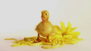 Baby Ducks On Petals Wallpaper