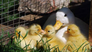 Baby Ducks Sunny Day Wallpaper