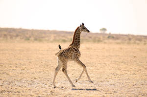 Baby Giraffe In The Field Wallpaper