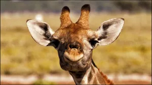 Baby Giraffe Long Ears Wallpaper