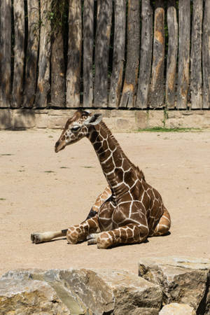 Baby Giraffe On All Fours Wallpaper