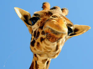 Baby Giraffe Under The Sky Wallpaper