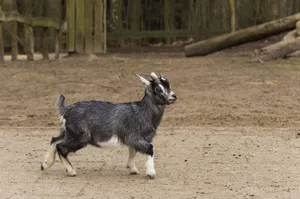 Baby Goat Takes A Stroll Wallpaper