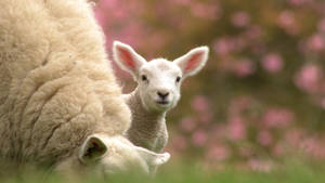 Baby Goat With Big Sheep Wallpaper