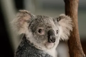 Baby Koala Bear Wallpaper