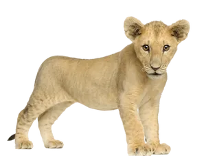 Baby Lion Full Body Wallpaper