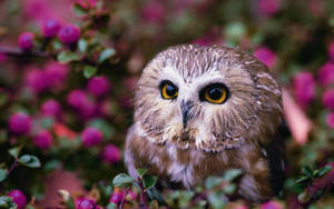 Baby Owl In Purple Flowers Wallpaper