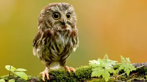 Baby Owl With Leaves Wallpaper