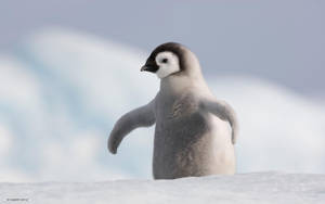 Baby Penguin Photograph Wallpaper