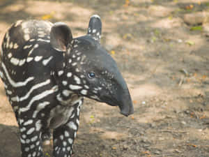 Baby Tapirin Habitat.jpg Wallpaper