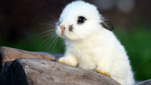 Baby White Rabbit Wallpaper